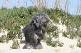PETIT CHIEN LION 022
